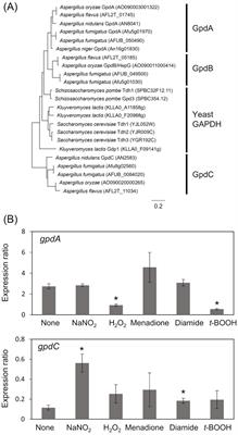 Fungal glyceraldehyde 3-phosphate dehydrogenase GpdC maintains glycolytic mechanism against reactive nitrogen stress-induced damage